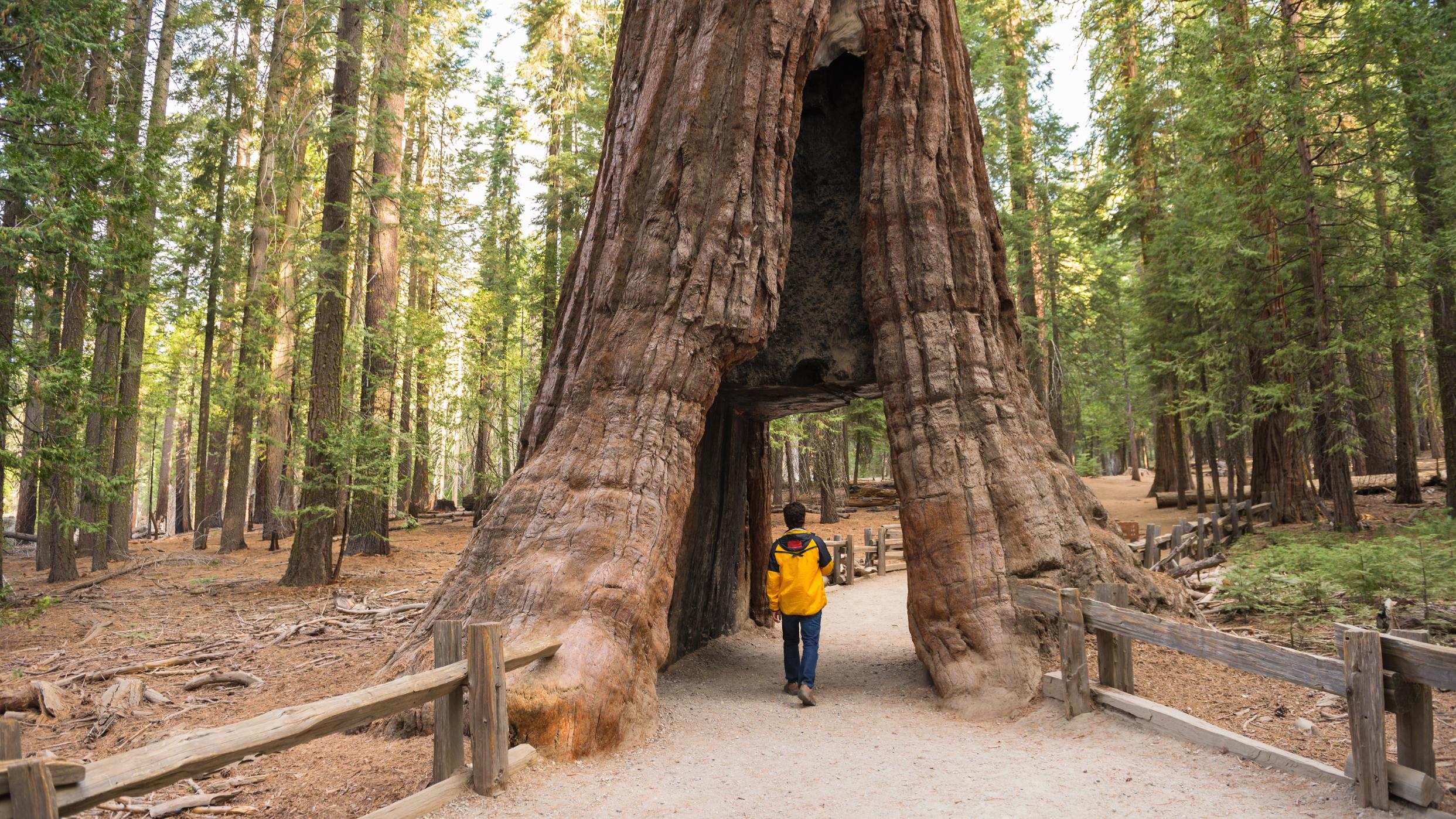Mariposa Grove