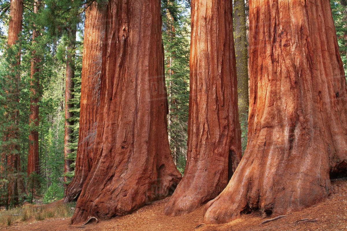Sequoia National Park