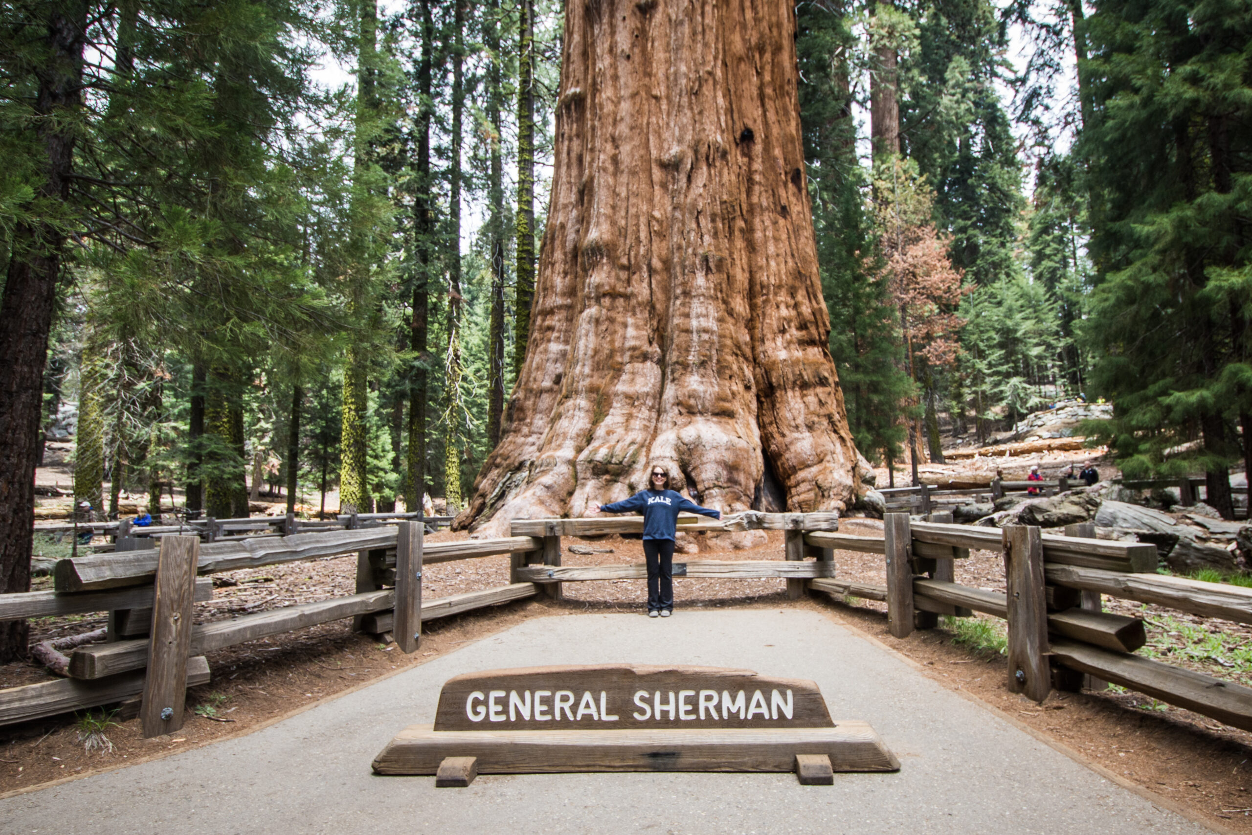 General Sherman Tree