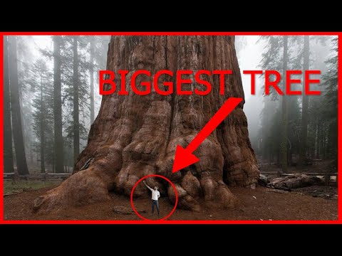 General Sherman Tree