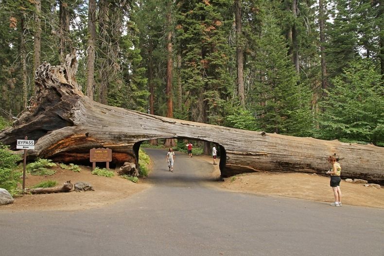 Tunnel Log across the road